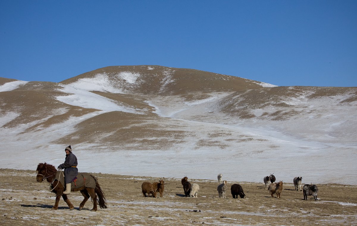 Livestock during Dzud in Mongolia
