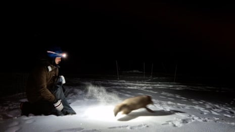 Eagle attacks, red invaders and a genetic barrier: inside the fight to save arctic foxes