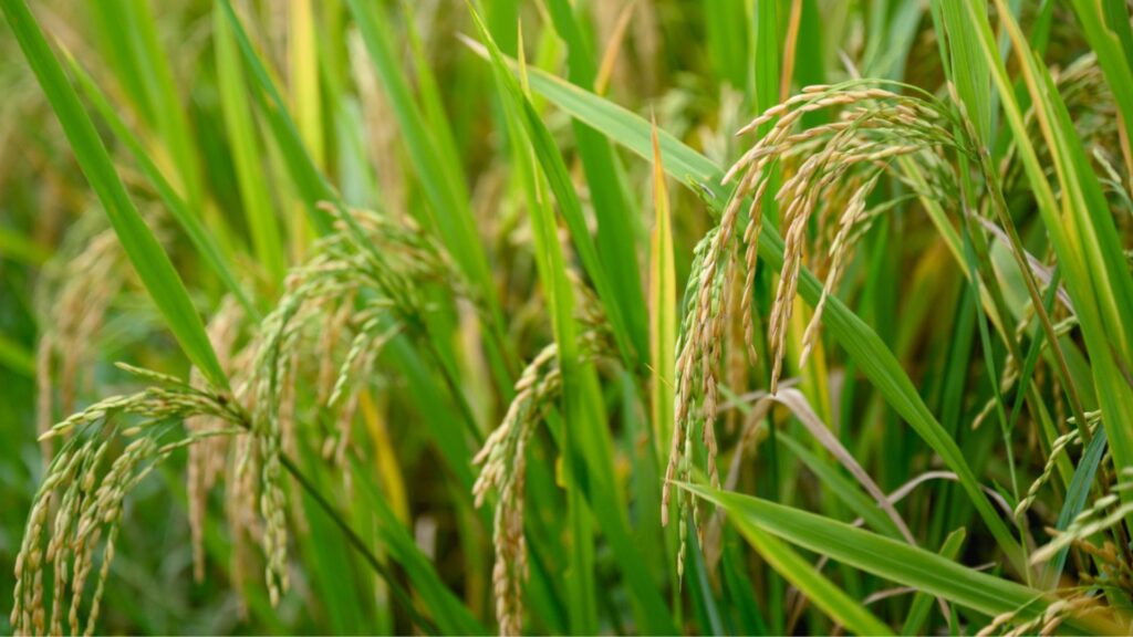 China discovers game-changing rice gene to boost production by 38%