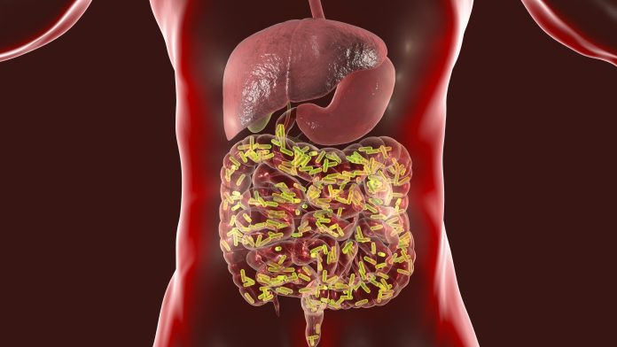 Gut microbiome, medical concept