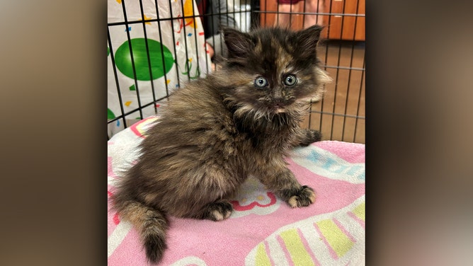 Cinder was seen on May 4 at the Central Oregon Humane Society Kitten Shower.